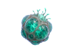 Bio-Mass